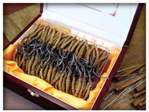 永德冬虫夏草回收